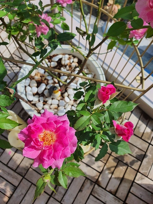Vườn hoa hồng, hoa sen của Vũ Thu Phương - Ảnh 1.
