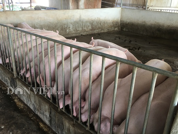Giá heo hơi tăng lên 100.000 đồng/kg, xuất hiện lợn hơi từ Thái Lan tuồn về - Ảnh 1.
