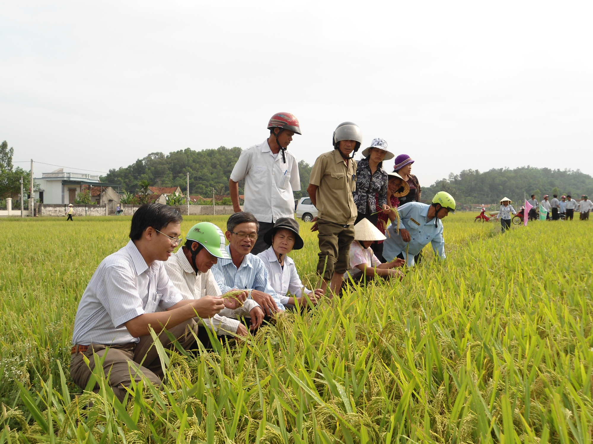 Nông dân gồng gánh giá phân bón vì thuế bất hợp lý - Ảnh 1.