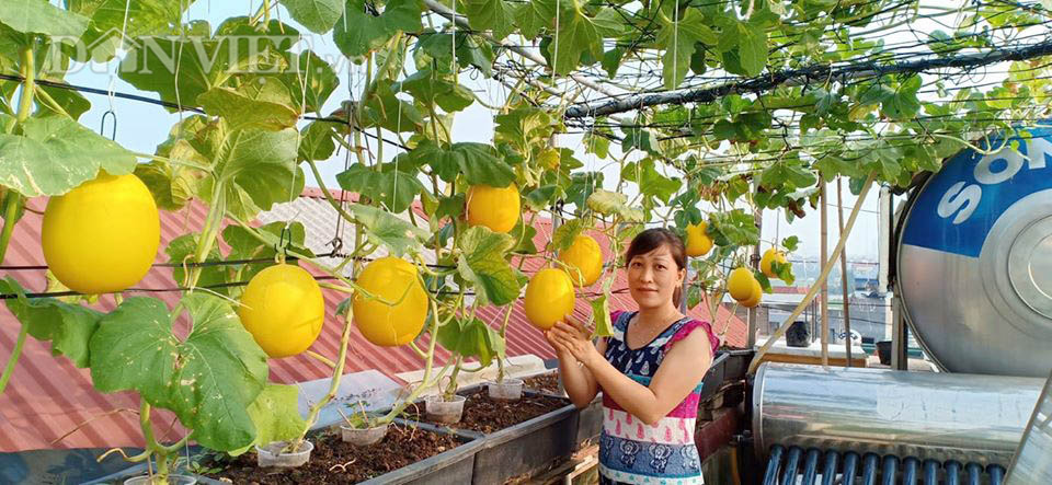 Một phụ nữ ở Hà Nội trồng dưa lưới trên sân thượng, trái nào cũng to bự, mỗi năm thu 3 tạ dưa - Ảnh 1.