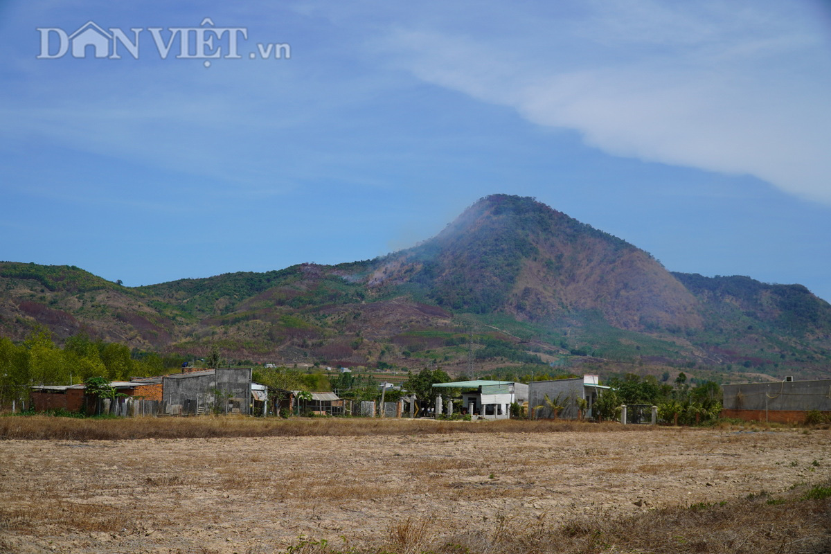 Đốt trụi thảm xanh trên núi Voi ở Bình Thuận - Ảnh 12.