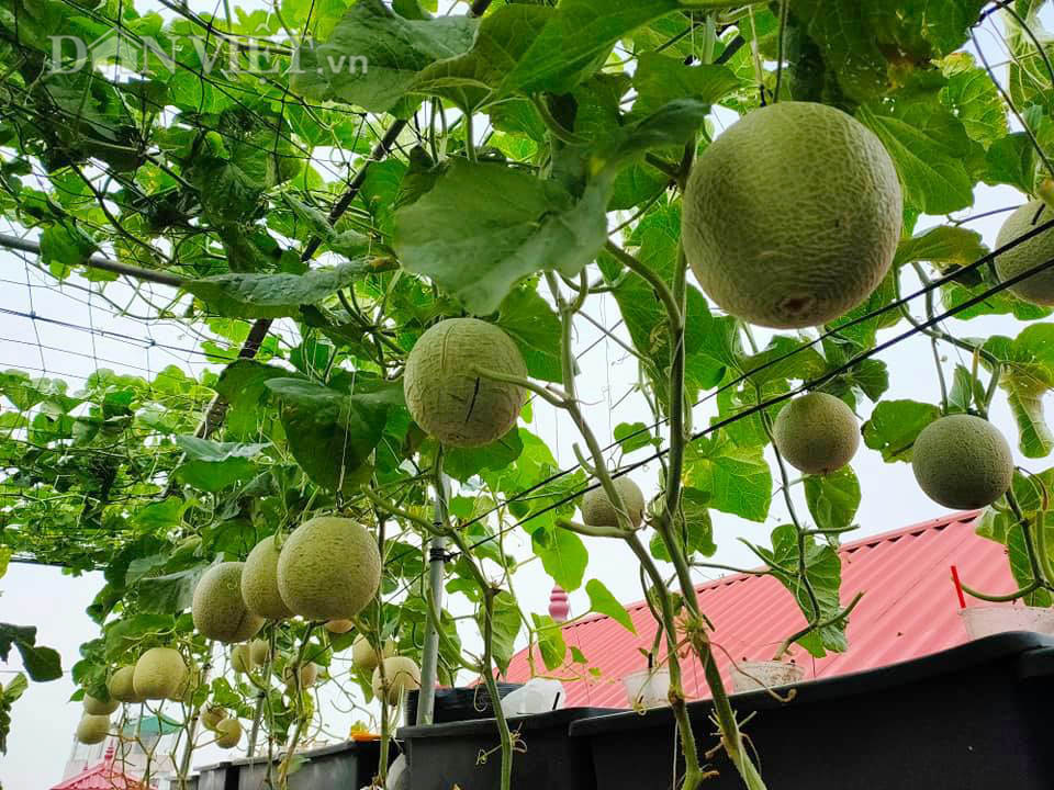 Một phụ nữ ở Hà Nội trồng dưa lưới trên sân thượng, trái nào cũng to bự, mỗi năm thu 3 tạ dưa - Ảnh 2.