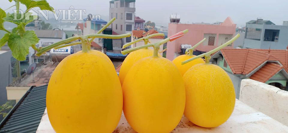 Một phụ nữ ở Hà Nội trồng dưa lưới trên sân thượng, trái nào cũng to bự, mỗi năm thu 3 tạ dưa - Ảnh 6.