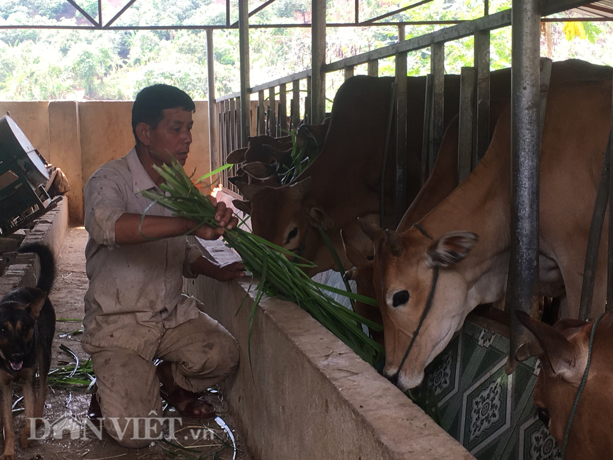 Lão nông Tây Bắc &quot;nhờ&quot; bò xây nhà - Ảnh 3.