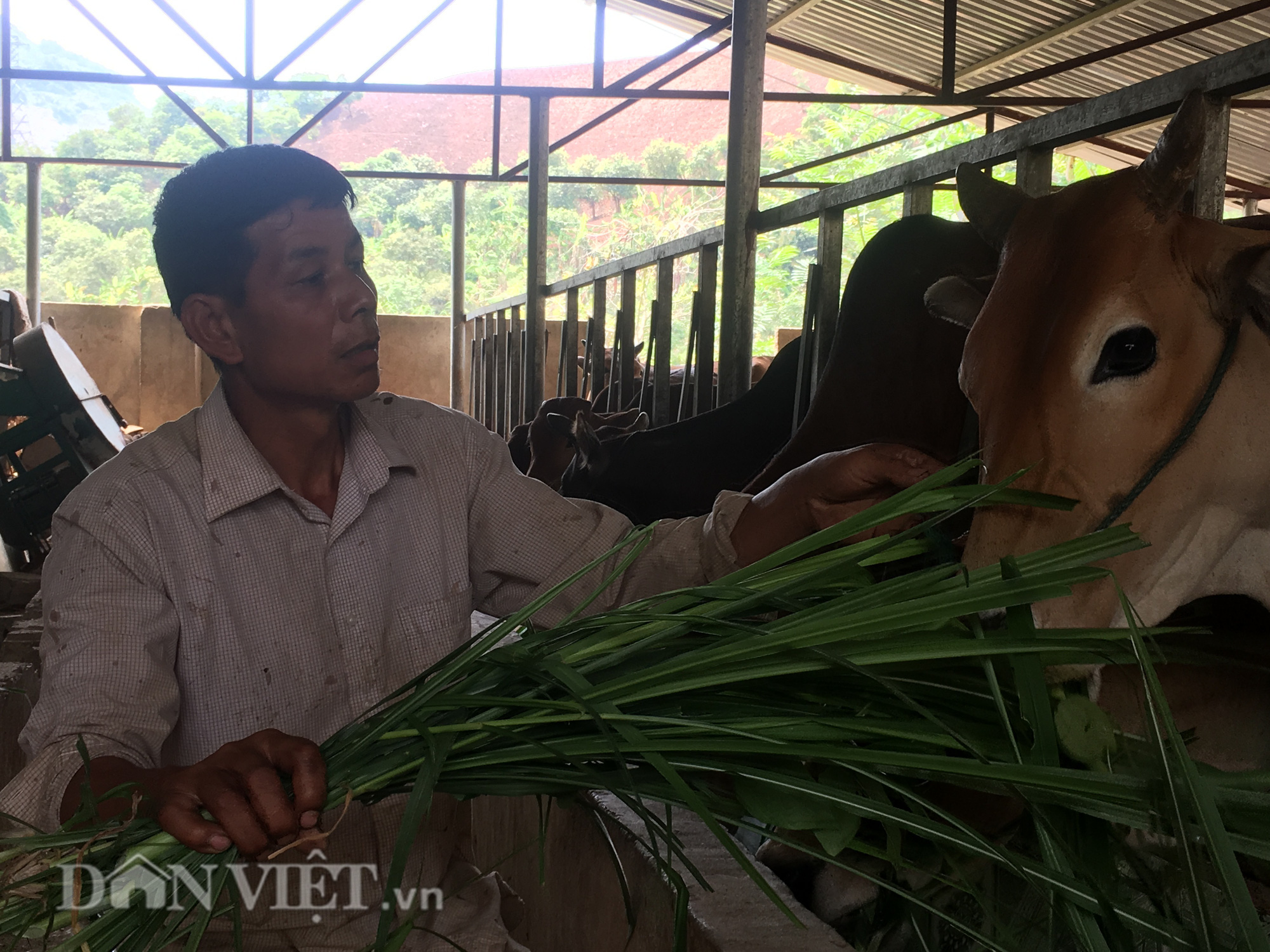 Lão nông Tây Bắc &quot;nhờ&quot; bò xây nhà - Ảnh 6.