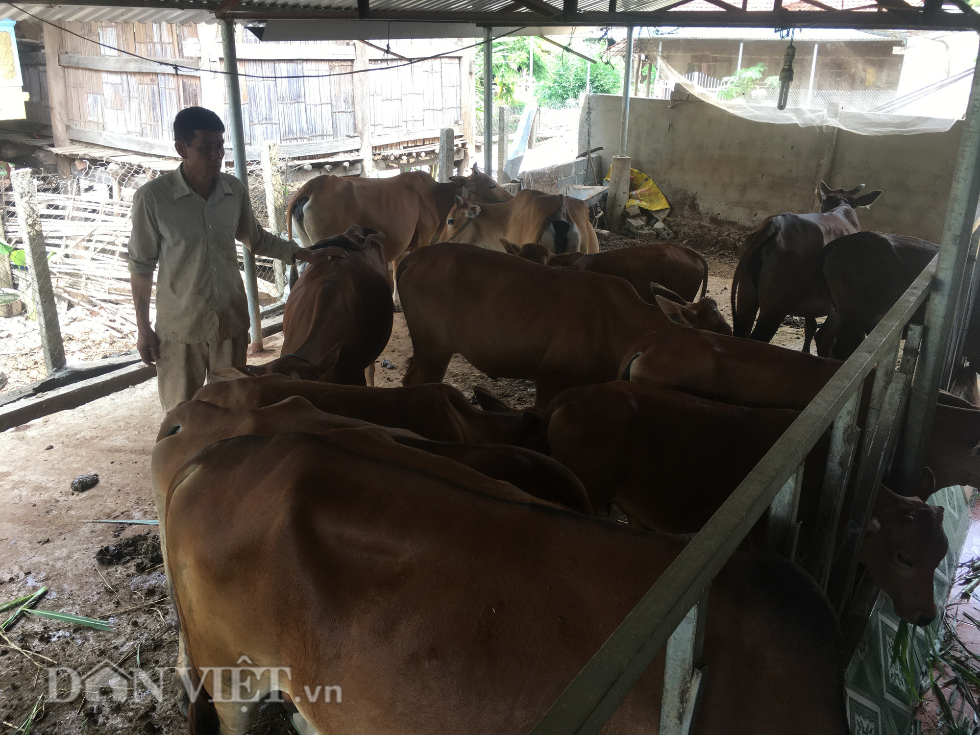 Lão nông Tây Bắc &quot;nhờ&quot; bò xây nhà - Ảnh 2.