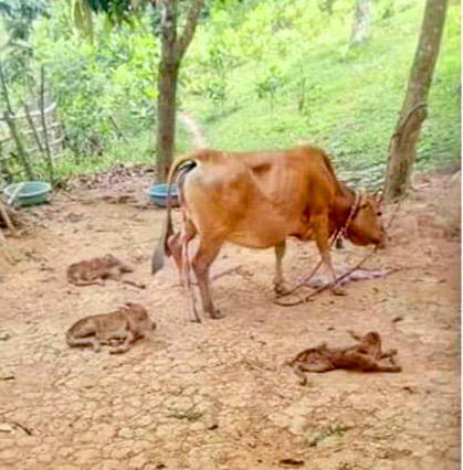 Kỳ lạ bò sinh một lúc 3 con bê đực ở Quảng Bình - Ảnh 2.
