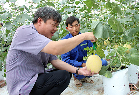 Vùng hạn, mặn vẫn có nhiều nông dân thắng lớn nhờ cách này - Ảnh 1.