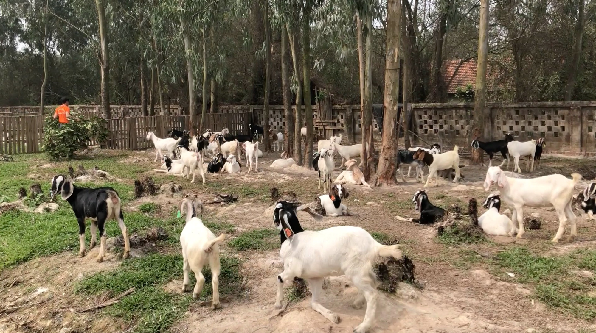 Trang trại nuôi dê ngoại nhiều nhất rộng tới 15ha ở Hà Nội có gì đặc biệt   Trang Trại Dê DTH FARM