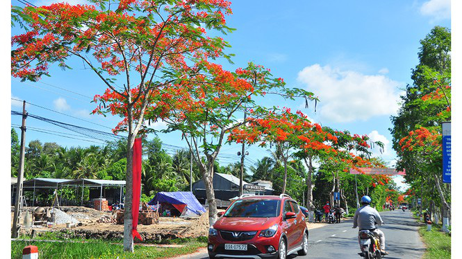 Ngỡ ngàng con đường hoa phượng tuyệt đẹp ở Hậu Giang - Ảnh 10.