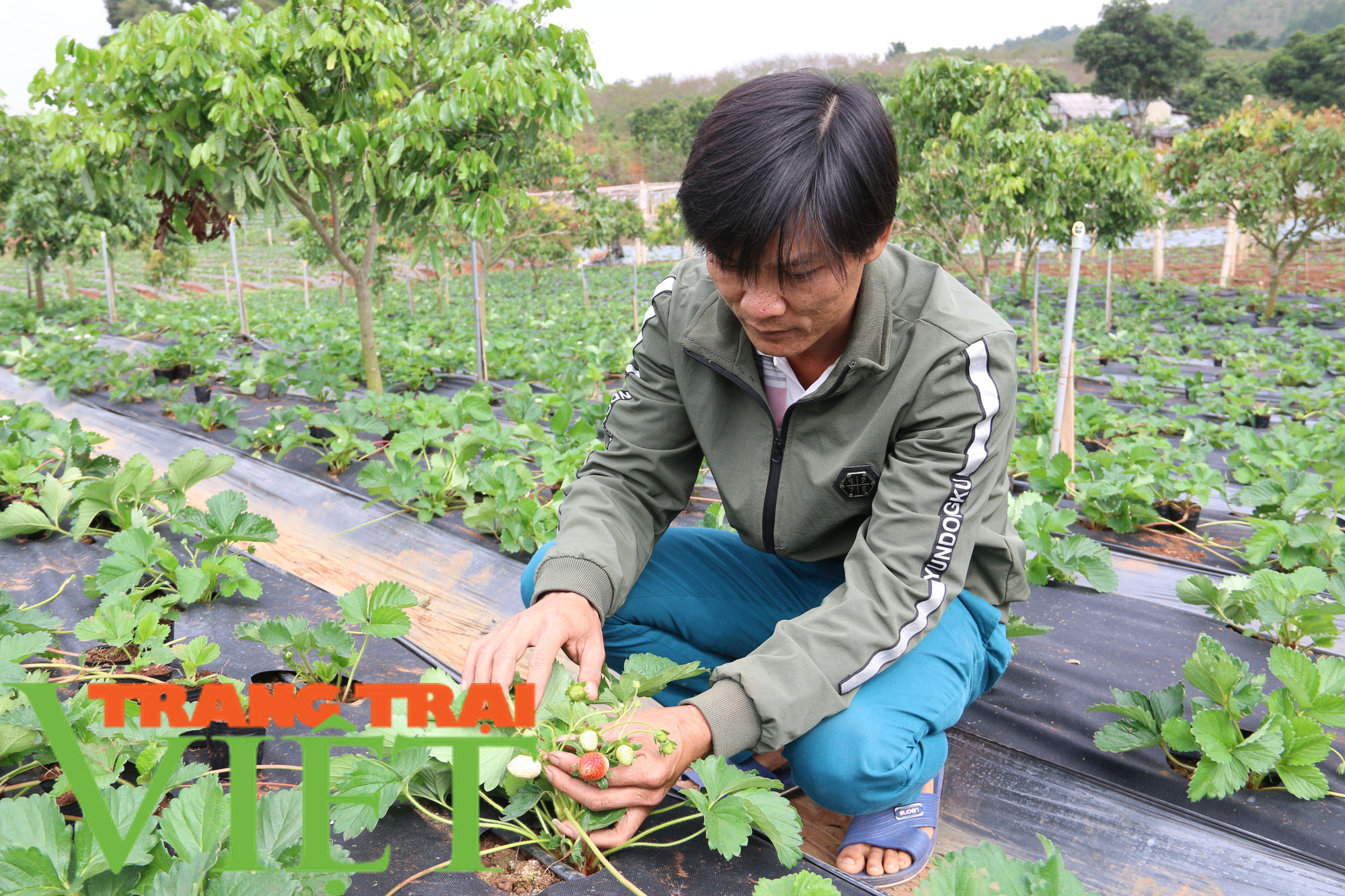 Mai Sơn đẩy mạnh phát triển sản xuất nông nghiệp hàng hoá  - Ảnh 6.