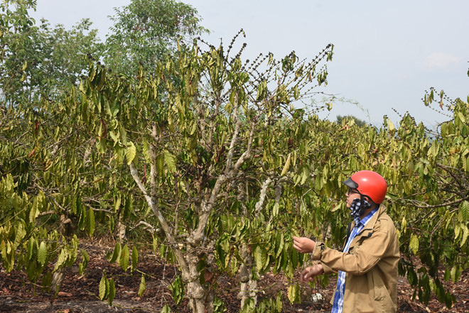 Cây khô, người khát ở Kon Tum - Ảnh 1.