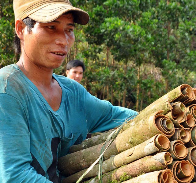 Quảng Ngãi: Ngỡ ngàng đề án vùng chuyên canh quế mới khai sinh đã xin khai tử  - Ảnh 3.