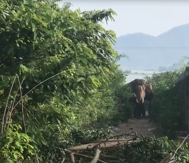 Đắk Lắk: Kinh hãi voi nhà quật chết nài voi - Ảnh 2.