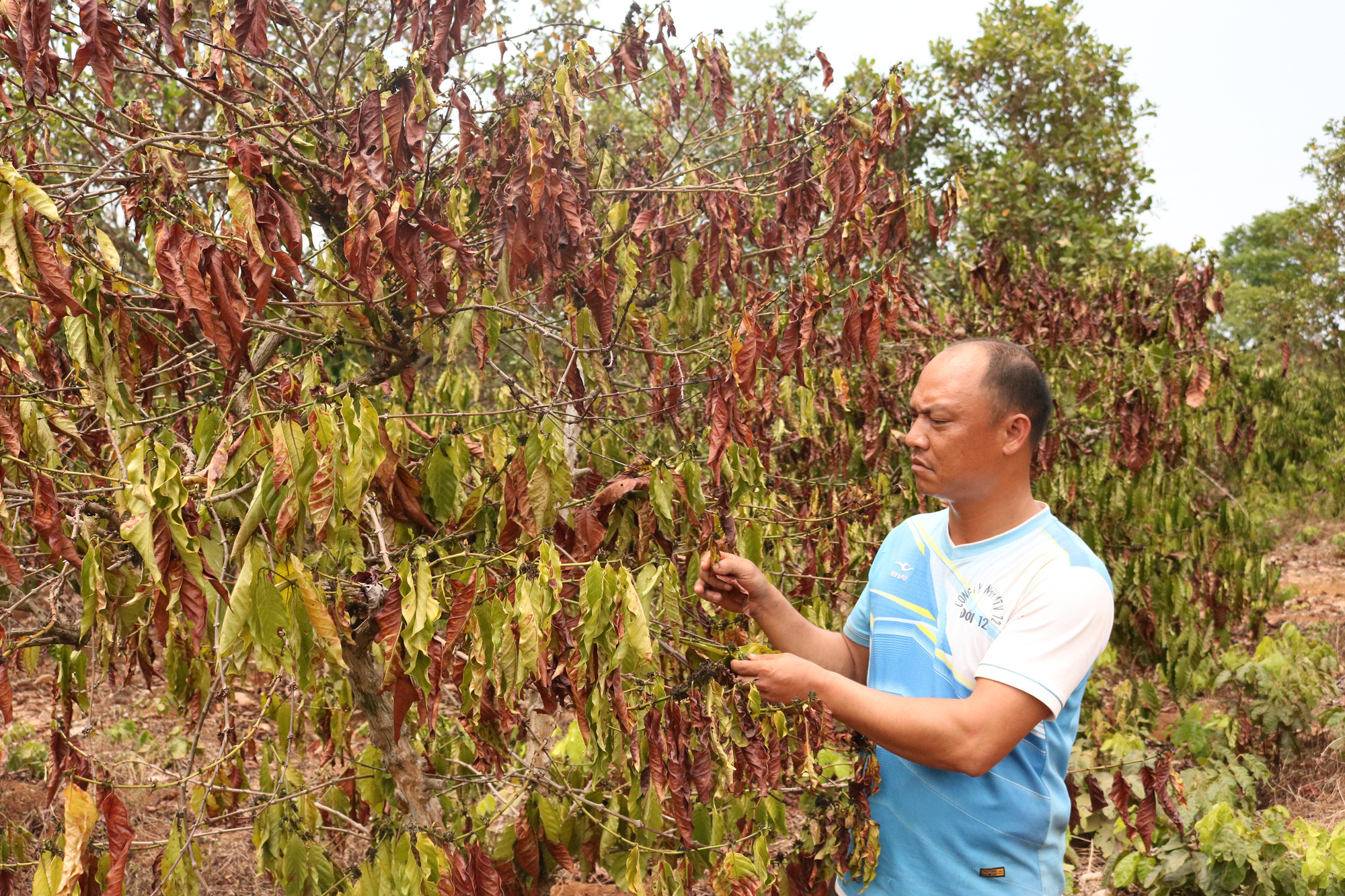 Hạn hán kỷ lục tại Nam Trung Bộ và Tây Nguyên: Sông hồ trơ đáy, đồng khát, lúa chết - Ảnh 1.