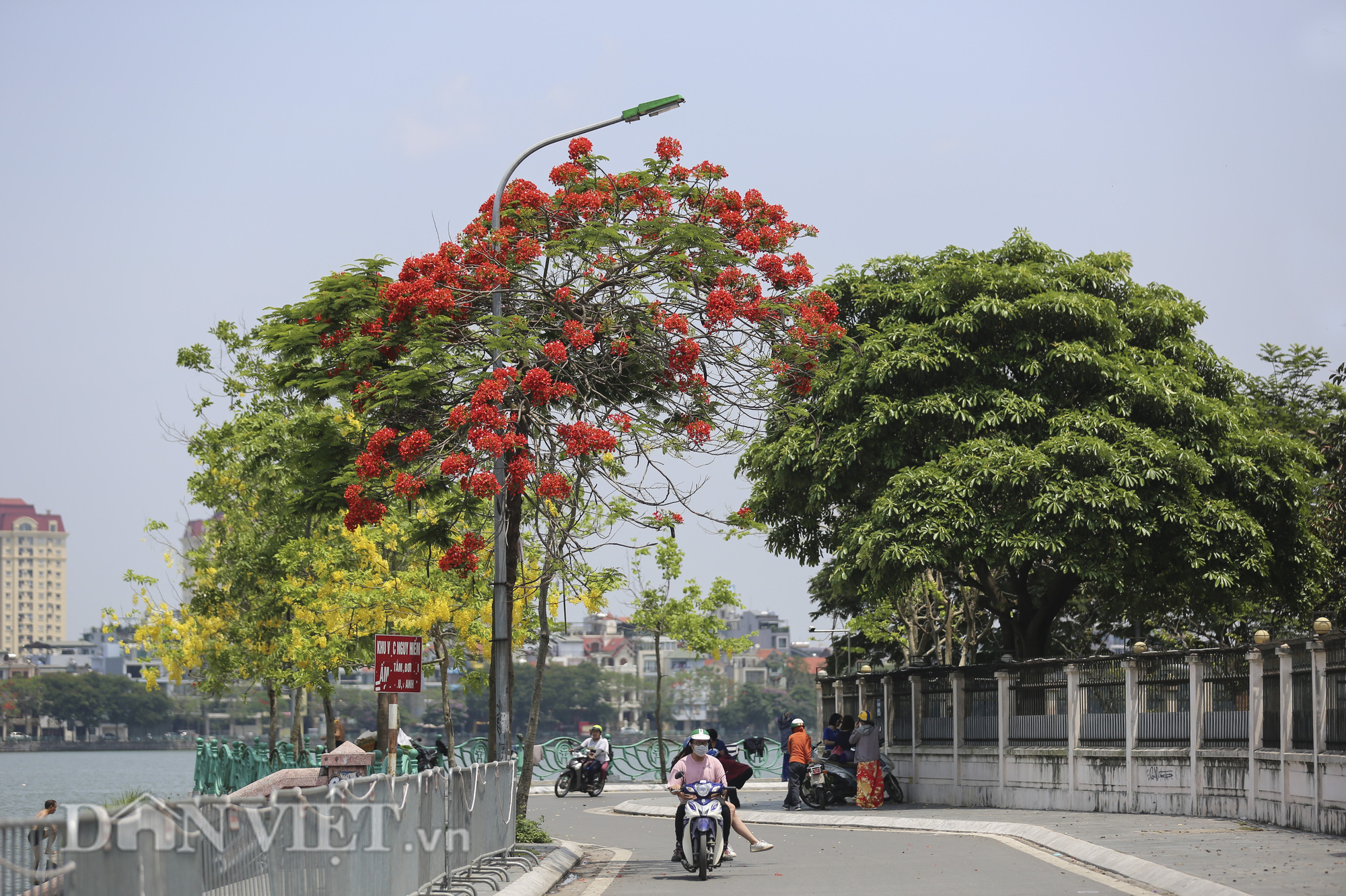 Mê mẩn ngắm nhìn hoa phượng nở đỏ rực góc trời Hà Nội - Ảnh 1.