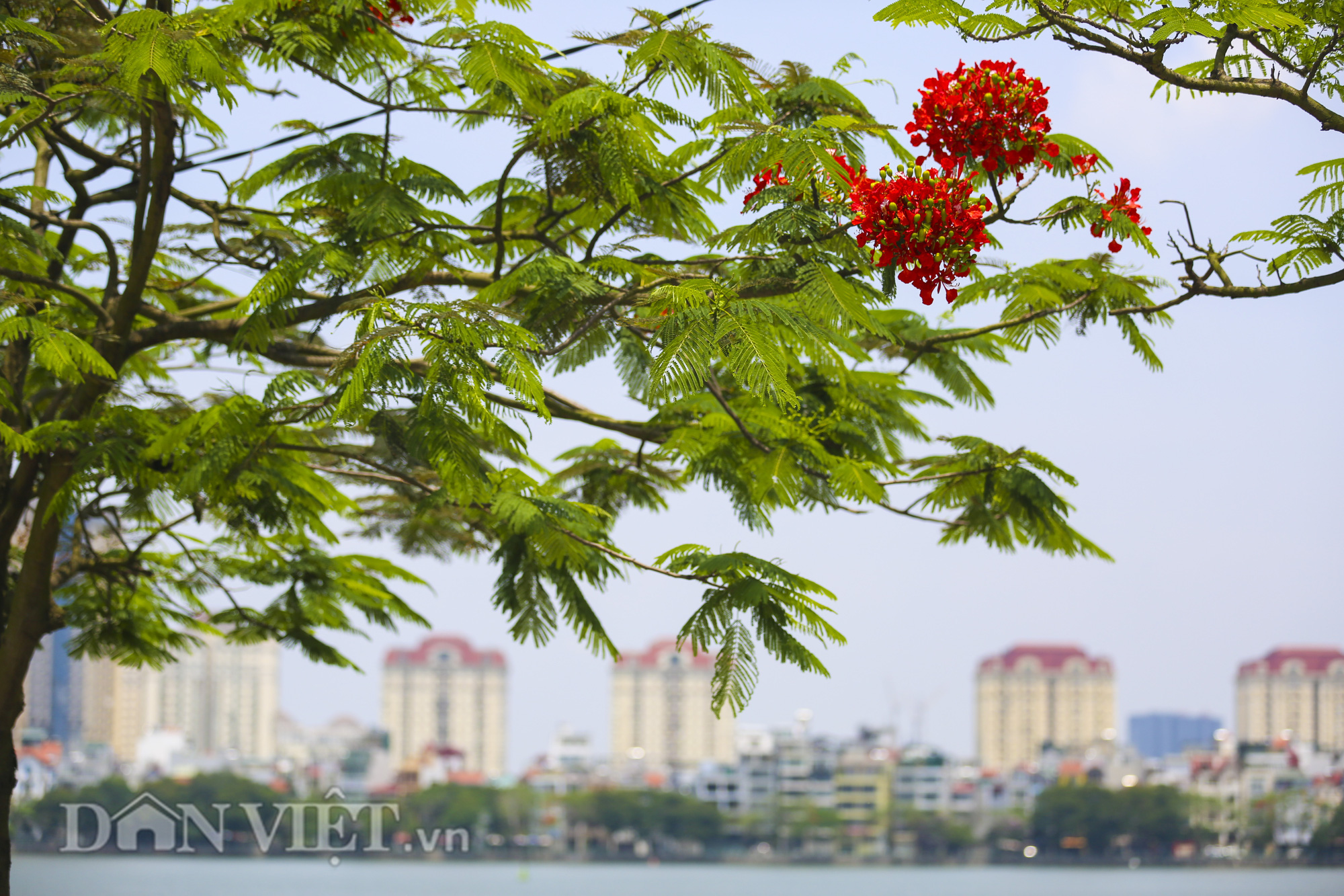 Mê mẩn ngắm nhìn hoa phượng nở đỏ rực góc trời Hà Nội - Ảnh 10.