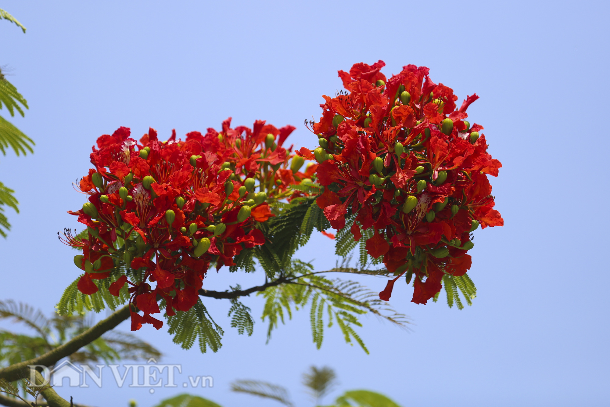 Mê mẩn ngắm nhìn hoa phượng nở đỏ rực góc trời Hà Nội - Ảnh 3.