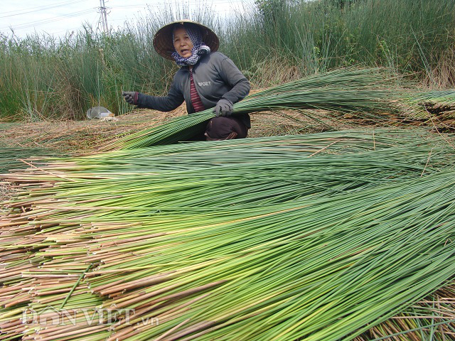 Trai làng 8x rủ nhau xuất khẩu ống hút cỏ bàng thu đô la - Ảnh 3.