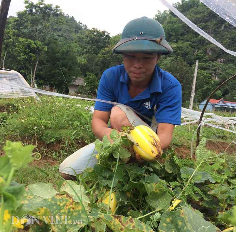 Hòa Bình: Lão nông thu nhập khá từ trồng dưa Hàn Quốc - Ảnh 3.