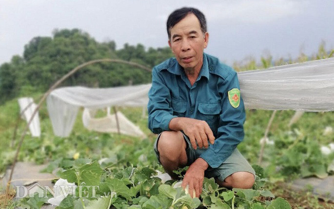 Hòa Bình: Trồng dưa lê Hàn Quốc, trái nhìn đã sang mà bán thì đắt hàng