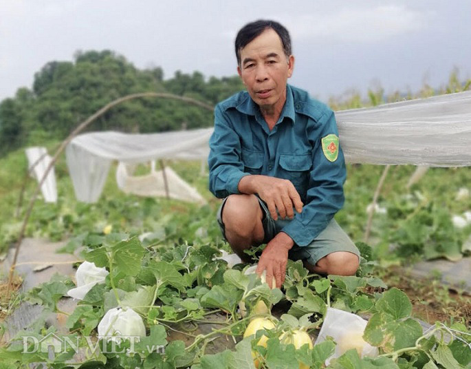Hòa Bình: Lão nông thu nhập khá từ trồng dưa Hàn Quốc - Ảnh 1.