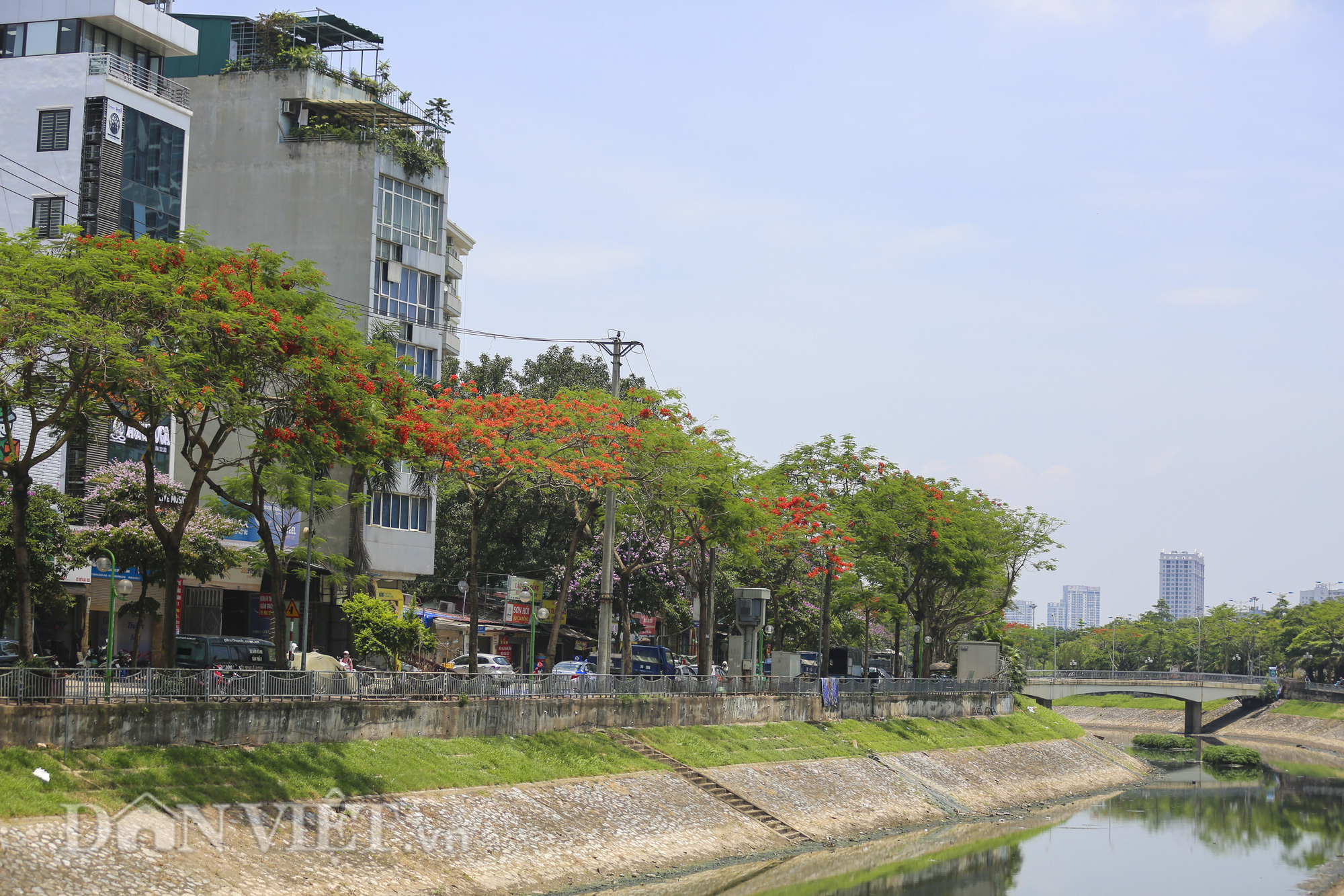 Mê mẩn ngắm nhìn hoa phượng nở đỏ rực góc trời Hà Nội - Ảnh 8.