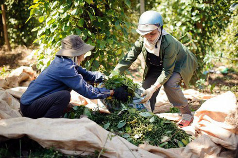 Trung Quốc tăng mua các loại hạt tiêu, giá tiêu hôm nay tăng 1.000 đồng/kg - Ảnh 2.