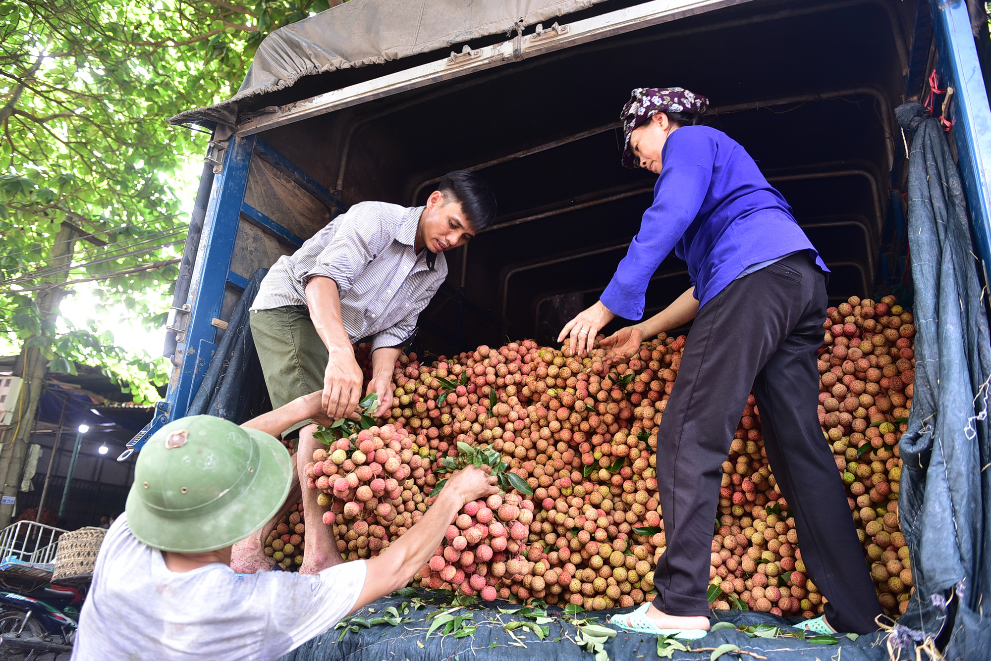 Thương nhân Trung Quốc sang mua vải thiều có thể được miễn phí cách ly 14 ngày - Ảnh 1.