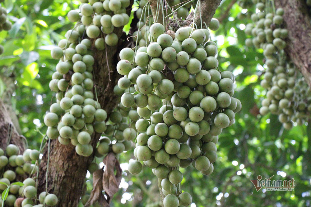 Bòn bon 2 ngàn/kg, mít Thái 4 ngàn/kg, trái cây chưa bao giờ rẻ thế - Ảnh 1.