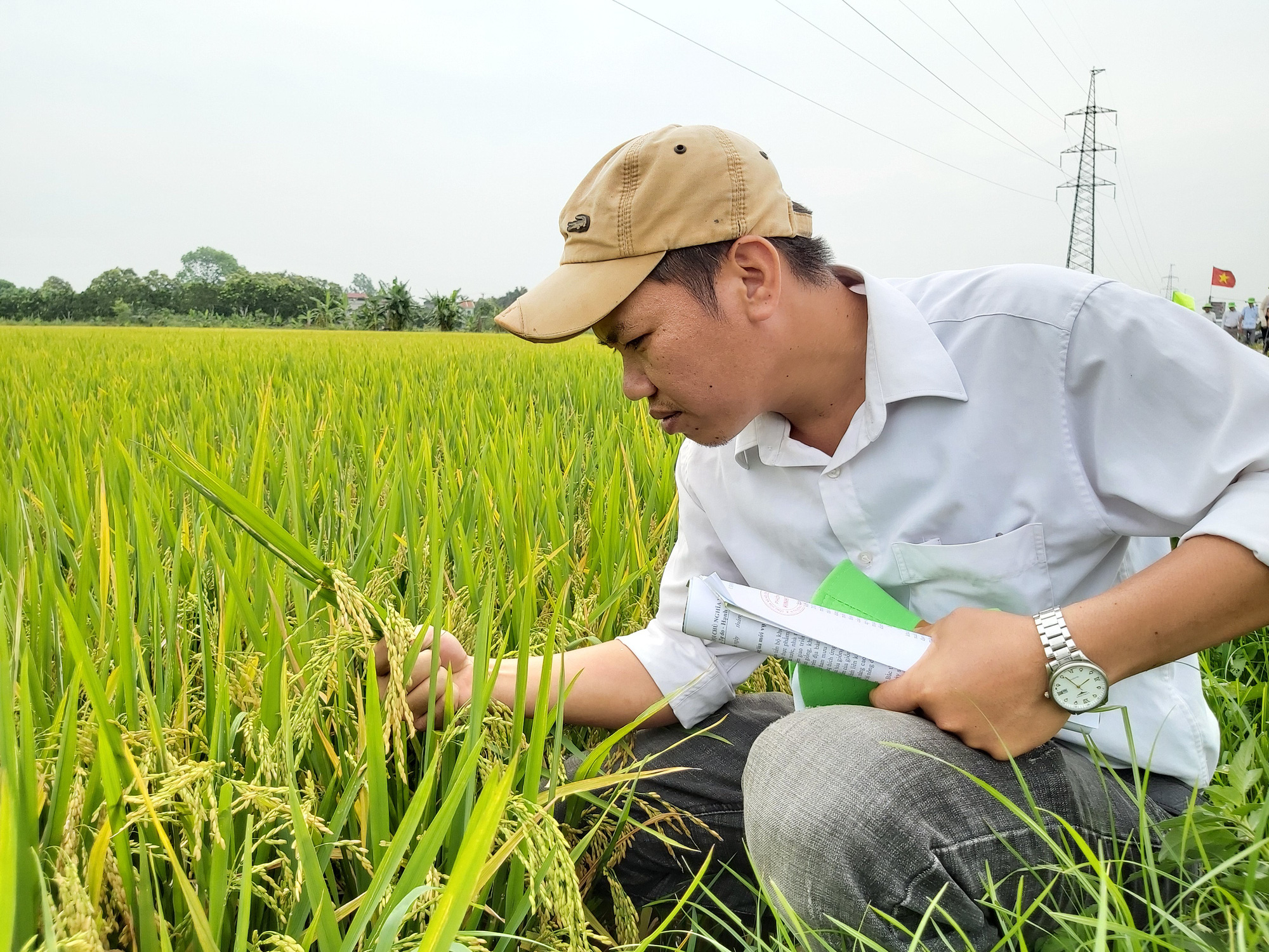 Triển vọng giống lúa TBR 97: nhà nông nhàn, năng suất cao - Ảnh 3.