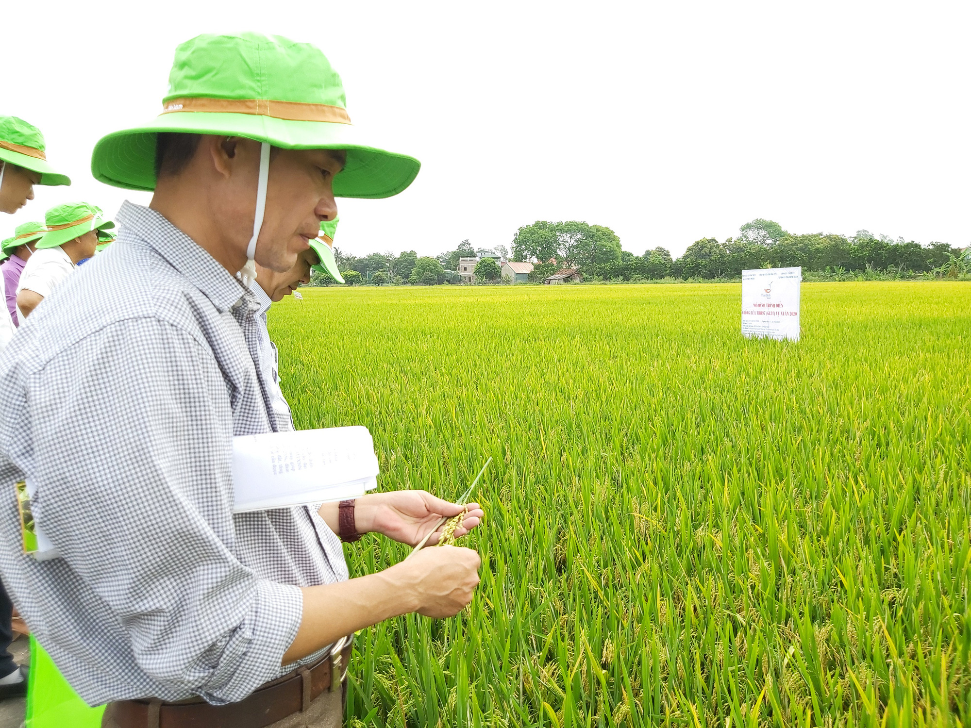 Triển vọng giống lúa TBR 97: nhà nông nhàn, năng suất cao - Ảnh 4.