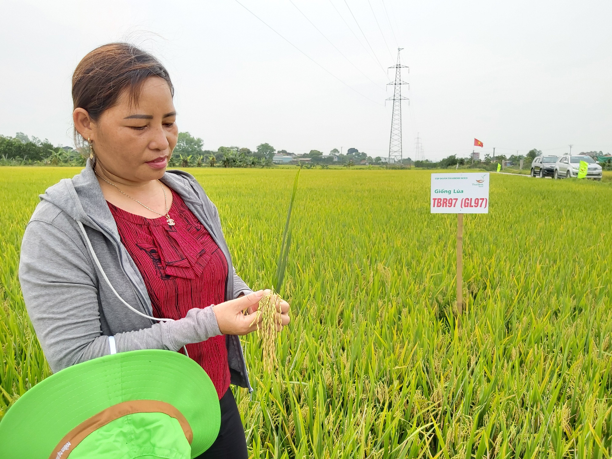 Triển vọng giống lúa TBR 97: nhà nông nhàn, năng suất cao - Ảnh 2.