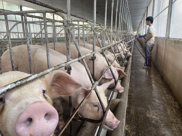 &quot;Đại gia&quot; C.P tăng giá heo hơi lên 78.000 đồng/kg và chiến lược mới trong chăn nuôi lợn - Ảnh 2.