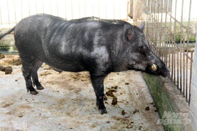 Cho lợn rừng ăn “chè khổng lồ”, lãi 300 triệu đồng mỗi năm - Ảnh 3.