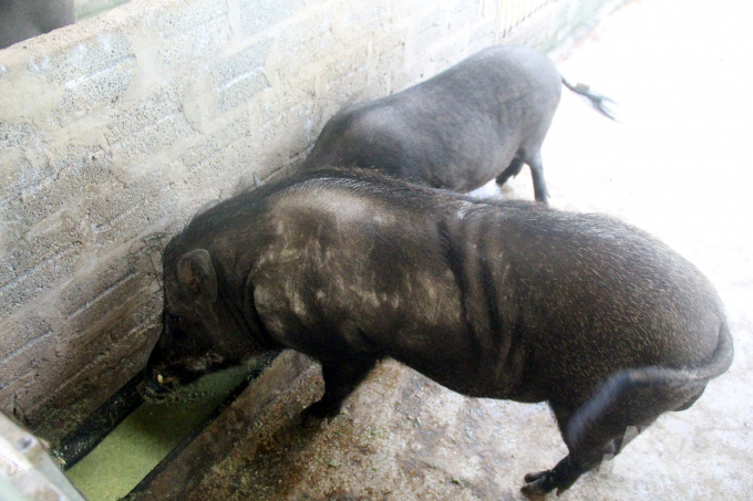 Cho lợn rừng ăn “chè khổng lồ”, lãi 300 triệu đồng mỗi năm - Ảnh 8.