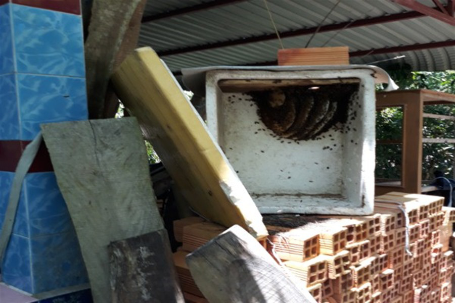 Chuyện lạ Hậu Giang: &quot;Dụ&quot; ong làm tổ trong thùng xốp, hốc cây dừa, thu mật ngon, bán đắt tiền - Ảnh 1.