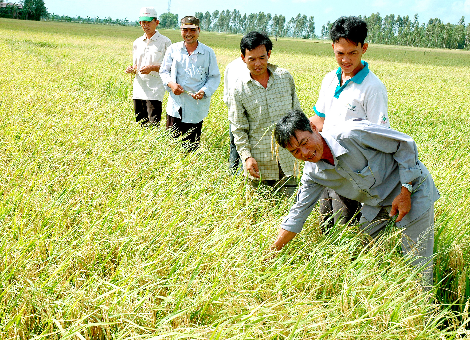 Đại biểu Quốc hội kiến nghị miễn thuế sử dụng đất nông nghiệp cho doanh nghiệp trực tiếp sản xuất - Ảnh 2.