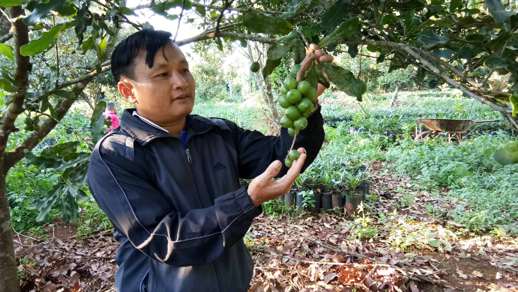 Những tín hiệu tích cực từ &quot;nữ hoàng quả khô&quot; mắc ca - Ảnh 1.