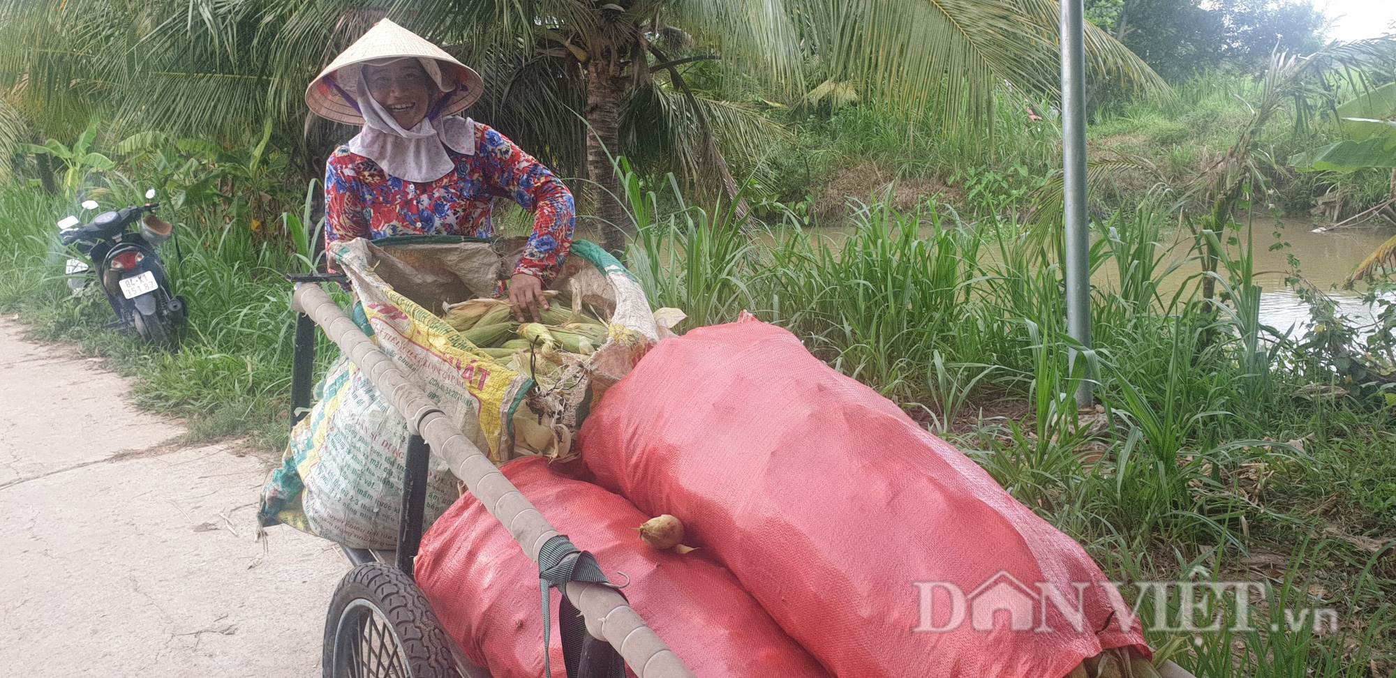 Trà Vinh: Trồng bắp không ra hạt, nông dân cầu cứu ngành chức năng - Ảnh 7.