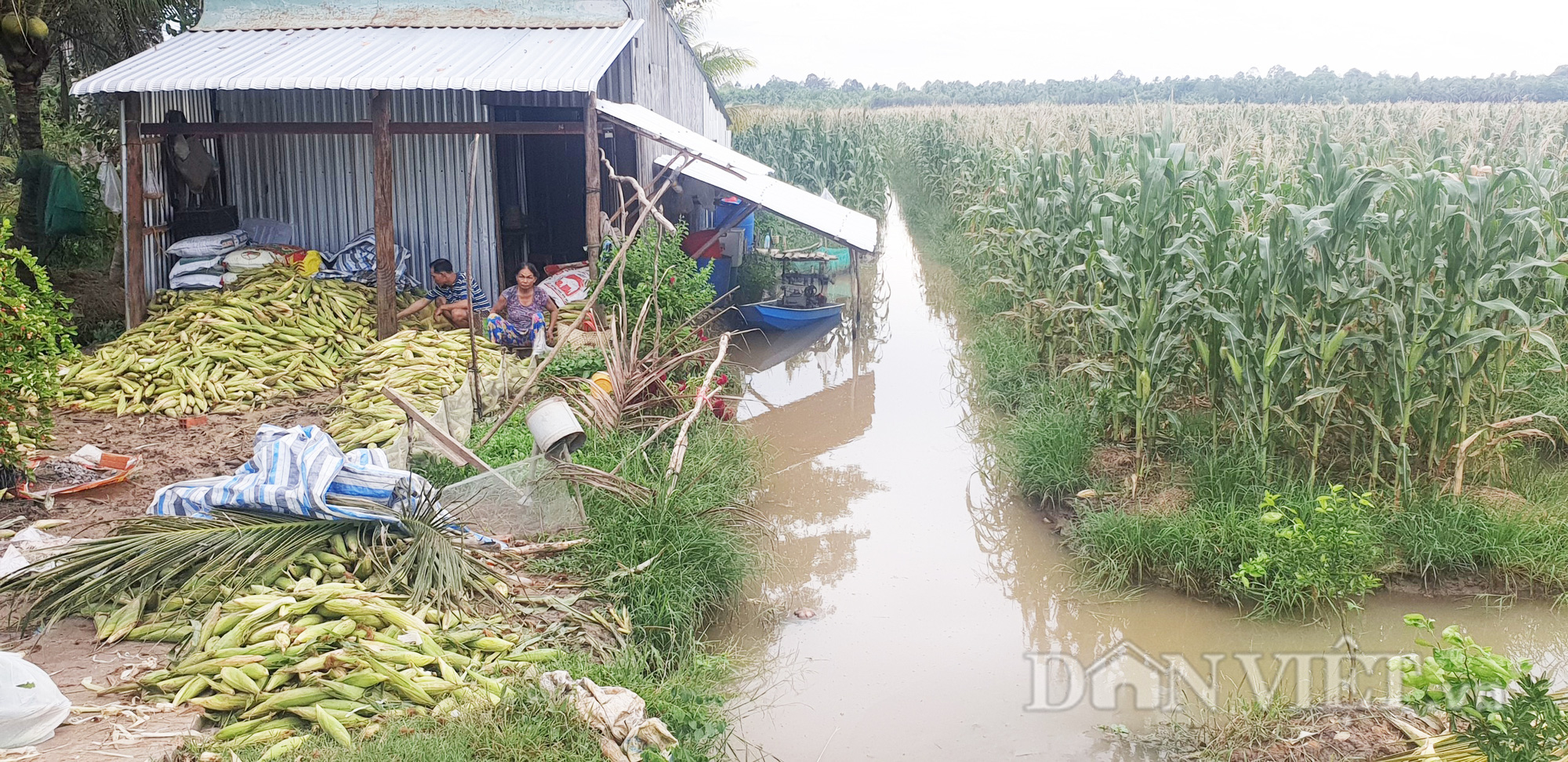 Trà Vinh: Trồng bắp không ra hạt, nông dân cầu cứu ngành chức năng - Ảnh 5.