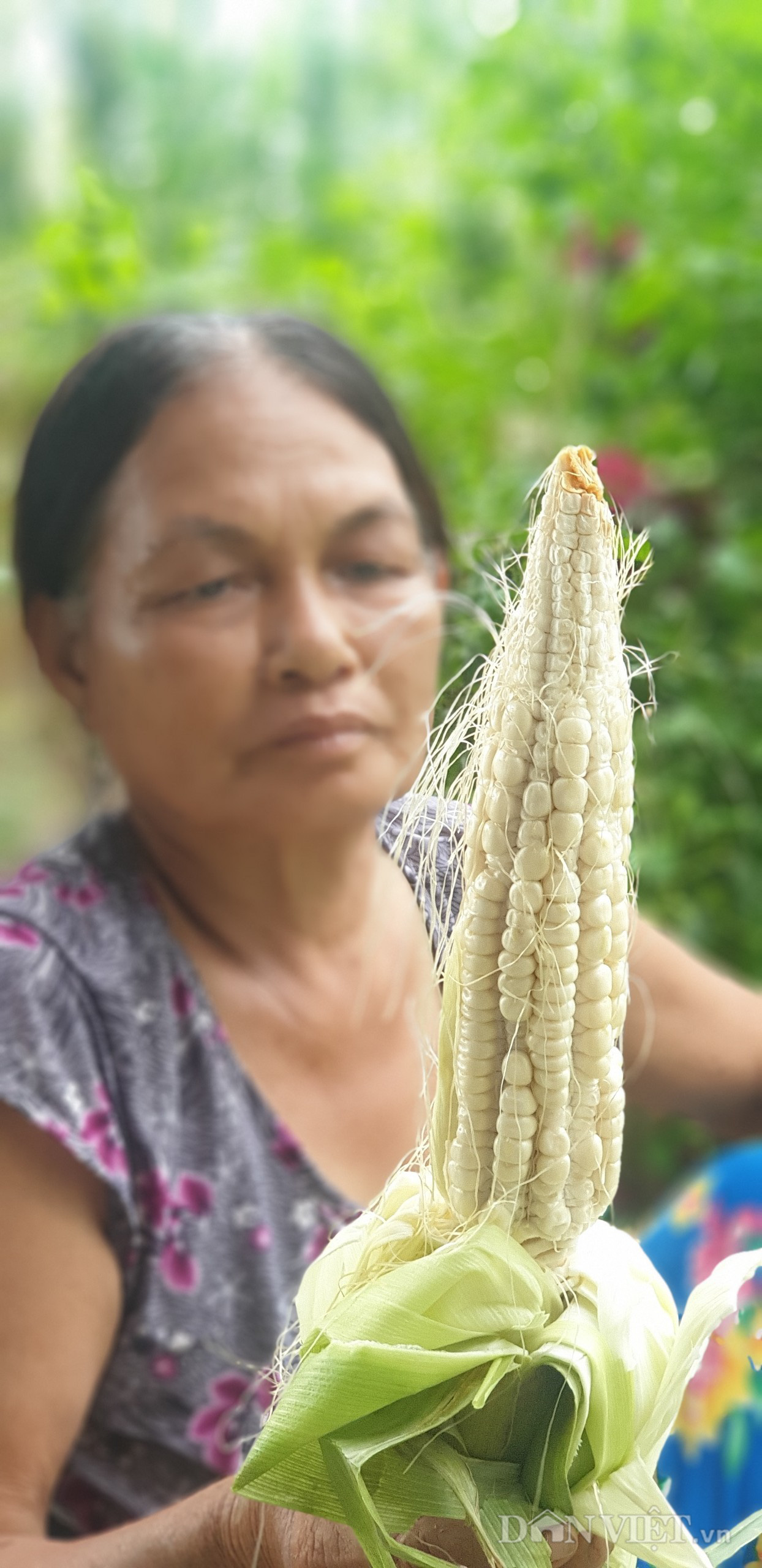 Trà Vinh: Trồng bắp không ra hạt, nông dân cầu cứu ngành chức năng - Ảnh 6.