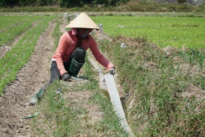 Đất nông nghiệp bỏ hoang vì thiếu nước - Ảnh 3.