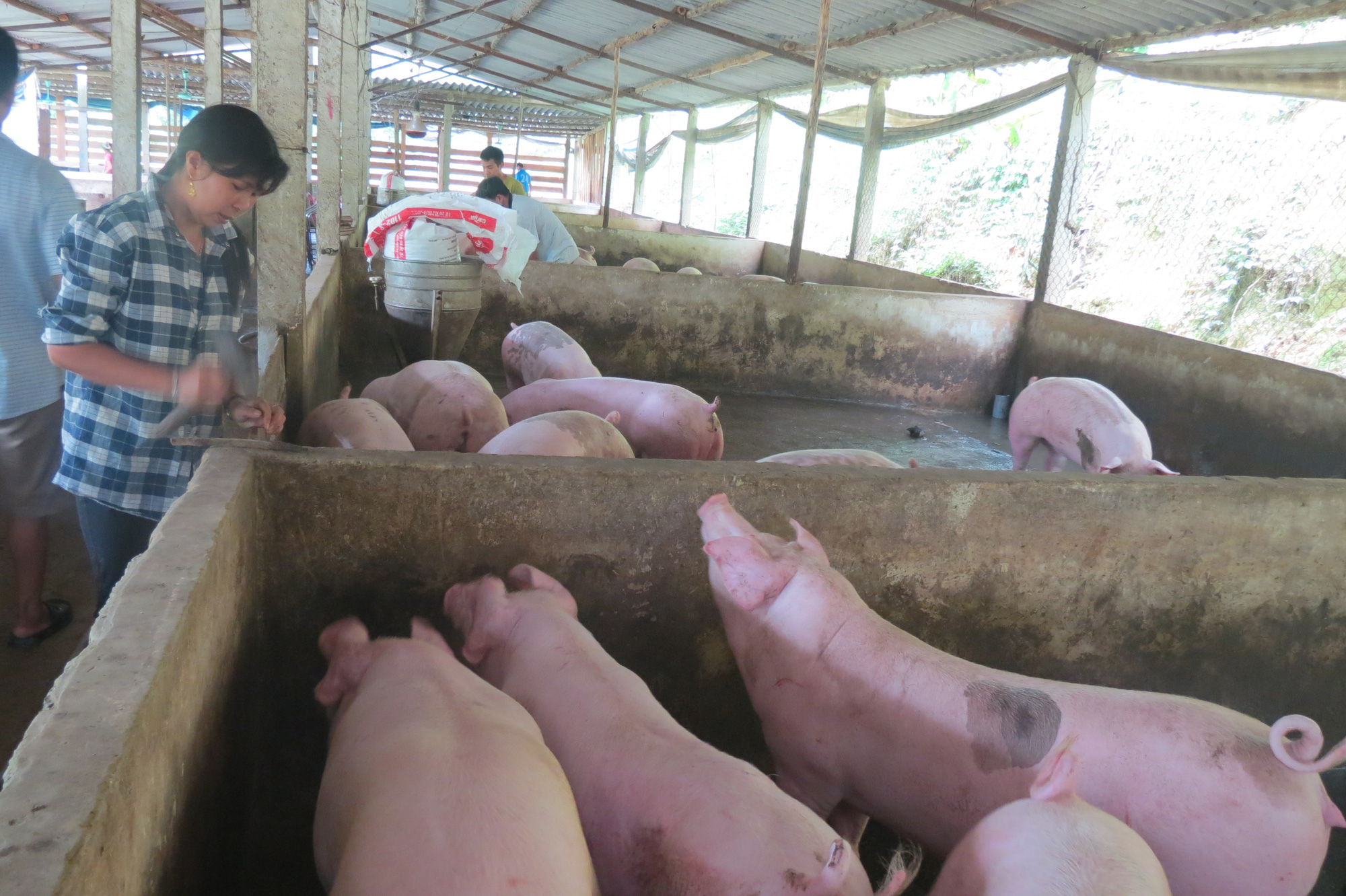 Phó Chủ tịch HH Chăn nuôi Đồng Nai: Giá thành nuôi heo lên đến 70.000 đồng/kg - Ảnh 2.