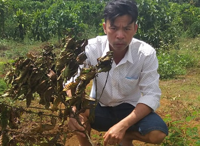 Lâm Đồng: Công an huyện Di Linh đang điều tra vụ gần 80 cây bơ 034 bị nhổ trộm - Ảnh 2.
