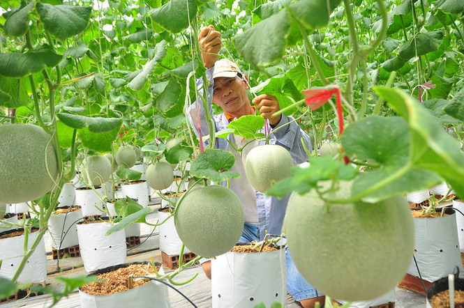 Vườn dưa lưới toàn trái &quot;khủng&quot;, treo lủng lẳng của nữ thạc sĩ 8X xinh đẹp - Ảnh 9.