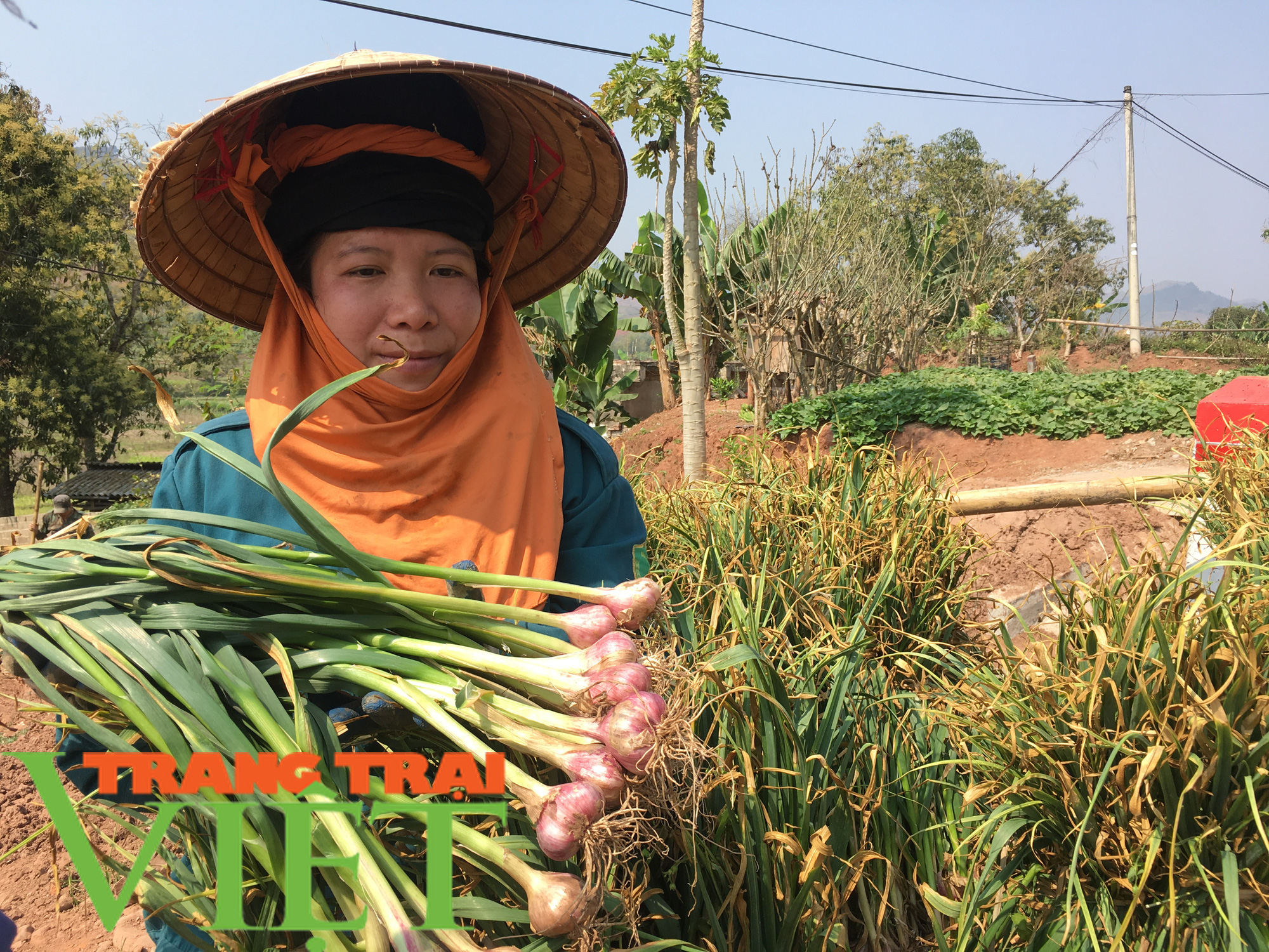  Yên Châu: Ứng dụng khoa học - kỹ thuật vào sản xuất nông nghiệp - Ảnh 2.