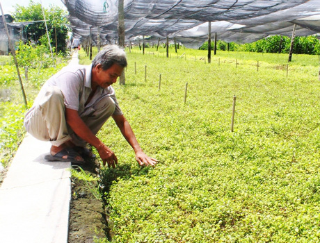 Vĩnh Long: Nắng nóng kéo dài, giá rau xà lách xoong tăng vù vù - Ảnh 1.