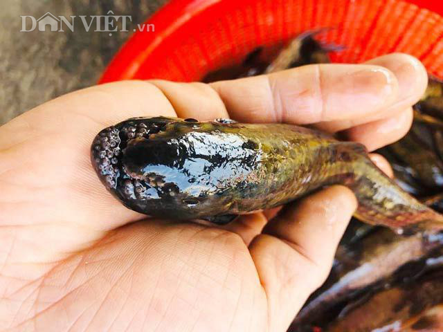 Quảng Ngãi: &quot;Tam vương&quot; của loài cá suối ngon, hiếm cỡ mà nhiều người tìm mua đến vậy?  - Ảnh 1.