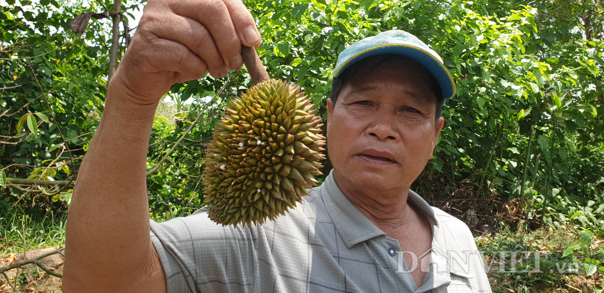 Cây sầu riêng thu 20 triệu đồng/vụ bị chết, lão nông miền Tây có hành động gì? - Ảnh 3.